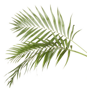 植物计划摄影照片_美丽的棕榈叶上白色隔离