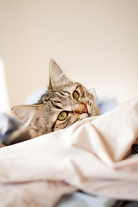 猫在床上放松和做梦