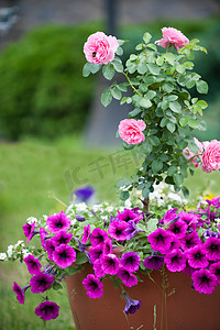 植物花卉摄影照片_夏天月季花