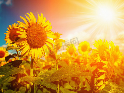 花瓣摄影照片_夏天快乐的草甸金夏阳光下的向日葵田间