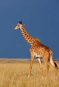 长颈鹿在深蓝色的风雨如磐的非洲天空在马赛马拉国家保护区-肯尼亚的背景