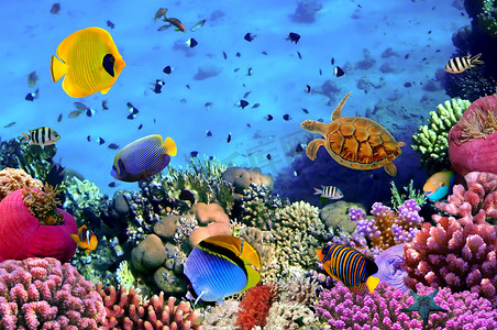 珊瑚群的照片