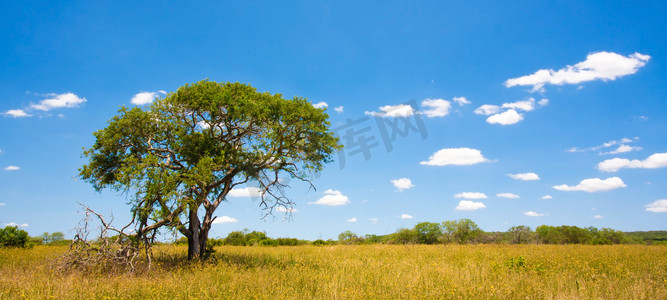 非洲景观与蓝蓝的天空和云在南非克鲁格国家公园