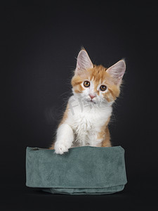 缅因州摄影照片_可爱的红白相间的缅因州猫猫，面对着前面的绿色天鹅绒袋。望着被黑色背景隔离的相机.