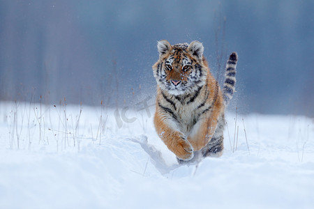 运行老虎与雪的脸