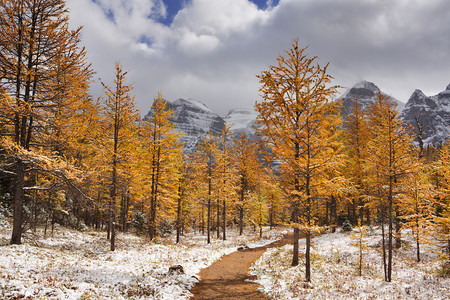 著名的地方摄影照片_落叶松树在秋天后第一次雪，班夫，加拿大
