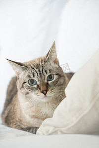 可爱虎斑猫咪在家里躺在沙发上和寻找持谨慎态度