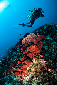 潜水员、 海绵和各种珊瑚鱼在吉利，龙目岛，努沙登加拉巴拉，印度尼西亚水下照片