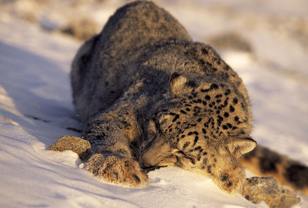 雪豹摄影照片_雪豹在雪地里睡觉