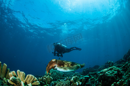 Broadclub 墨鱼乌贼墨 latimanus 在哥伦，印度尼西亚水下照片