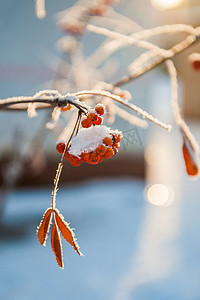 霜花楸浆果