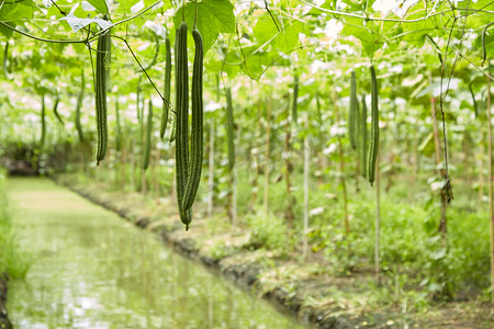 高营养摄影照片_种植竹框、角丝瓜的蔬菜