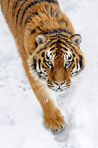 美丽的猫摄影照片_在雪上美丽的野生东北虎