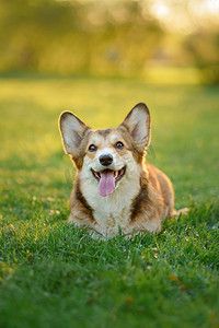 宠物狗小摄影照片_狗在自然界中的肖像。红白相间的威尔士刺绣在草地上。流行品种。在公园里的宠物