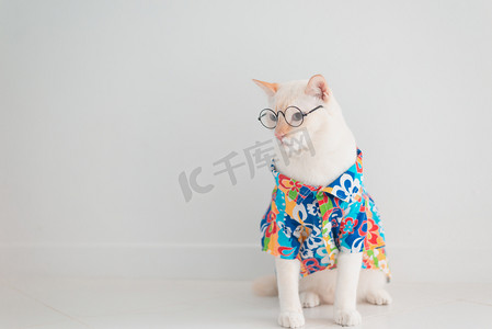 开心摄影照片_有趣的猫去度假，穿着海滩衬衫和帽子在夏天的概念 .