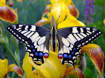 彩金蝴蝶摄影照片_machaon 蝴蝶坐在花上