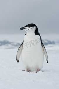 南极企鹅冬季阴沉沉的天.