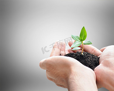 手中拿着绿苗与土壤