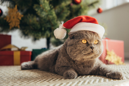 在圣诞树下的圣诞老人帽子毛茸茸的苏格兰折叠猫