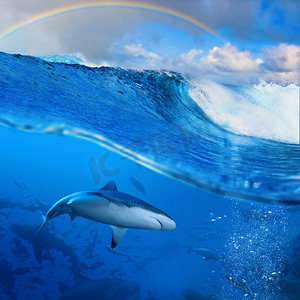 彩虹在破碎波在阳光下和愤怒的鲨鱼 underwat