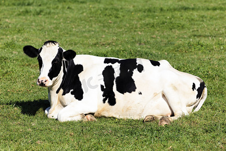 牛牧场摄影照片_躺着的黑场和白牛
