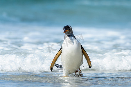 巴布亚企鹅和一波.