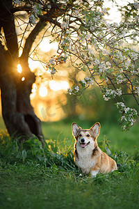 肖像狗。威尔士科奇刺绣在自然界中，在草地上