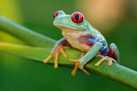 水井与青蛙摄影照片_红眼树蛙 (红眼蛙)