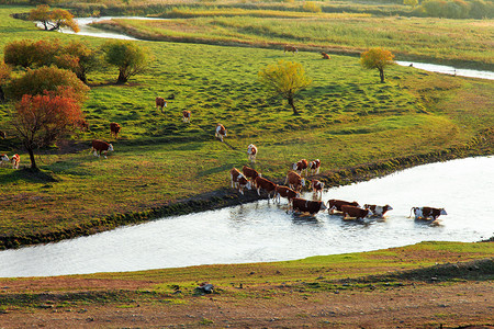 牛牧场摄影照片_内蒙古大草原天然牧场