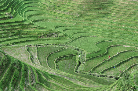 水稻梯田、 桂林中国
