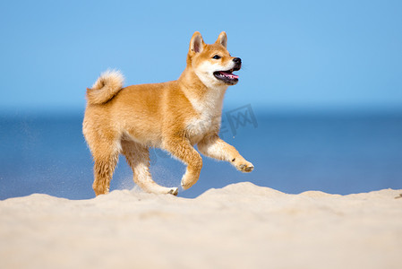 红 shiba inu 小狗户外