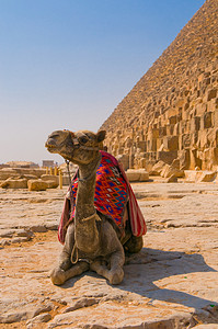 墓道摄影照片_下一步要在吉萨，开罗金字塔的骆驼