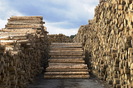 五一大放价摄影照片_木材加工-锯厂。一大堆准备在锯木厂加工的原木.