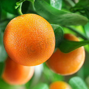 水果橘子摄影照片_在柑桔树上的橘子.
