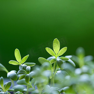 详情背景摄影照片_绿草背景