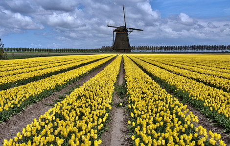 荷兰的风车和郁金香字段
