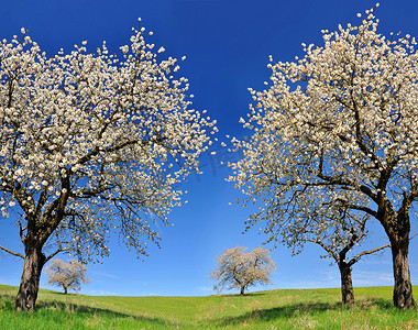 盛开在草甸上的樱桃树