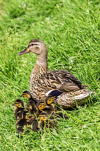 鸭妈妈和小鸭子在草地上