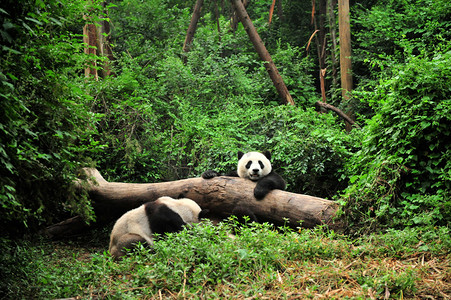 熊猫摄影照片_熊猫在播放时间