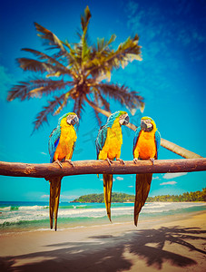 黄色风格摄影照片_鹦鹉蓝色和黄色金刚鹦鹉在海滩上