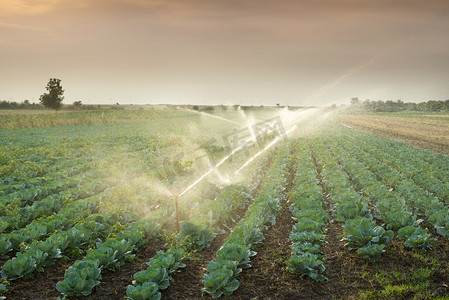 斜条纹底纹摄影照片_灌溉的蔬菜