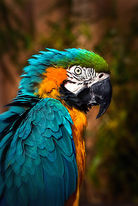 鹦鹉免抠图下载摄影照片_美丽的蓝色和金色金刚鹦鹉-鹦鹉肖像