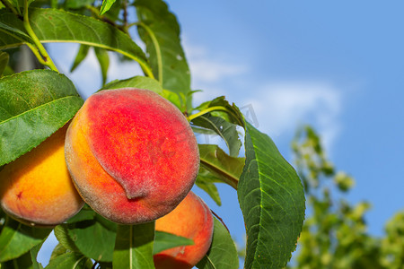 桃子摄影照片_多汁的有机桃子，一棵树上