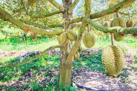 榴莲树摄影照片_榴莲的热带水果，在泰国