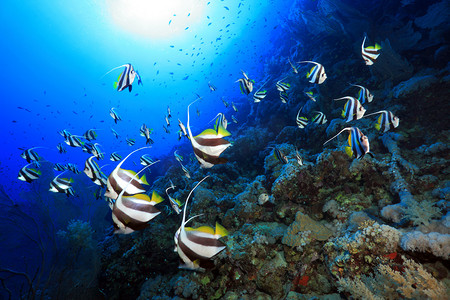 longfin bannerfish 的暗沙