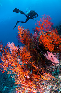努沙摄影照片_游泳，在吉利，龙目岛，努沙登加拉巴拉，印度尼西亚水下照片 Anella 翅果油树海扇的潜水员