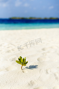 美丽的小岛摄影照片_在马尔代夫沙嘴美丽的小岛沙滩
