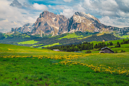 Admirable summer scenery with yellow flowers and snowy mountains in background, Alpe di Siusi - Seiser Alm resort, Dolomites, Italy, Europe