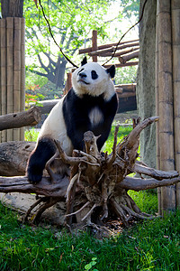 人走摄影照片_大熊猫割合のシンボルを持つ男