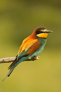 彩色羽毛的鸟